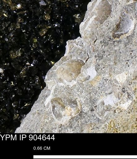 undet. Bivalvia