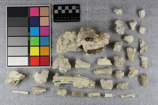 Mesohippus hypostylus hypostylus