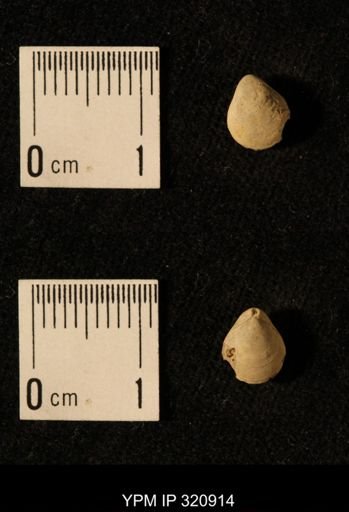 Dielasma elongatum