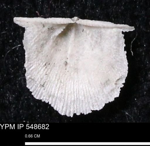 Stropheodonta perplana