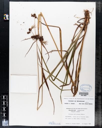 Scirpus hattorianus
