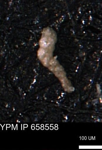 Verneuilinoides kansasensis