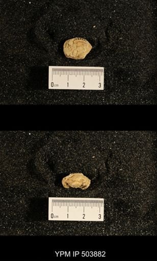 Astartella concentrica