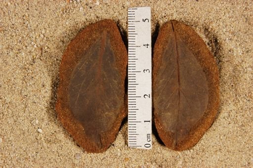 Populus kansaseana