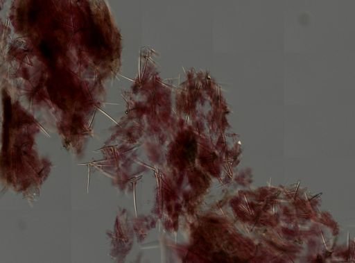 Clathria (Microciona)