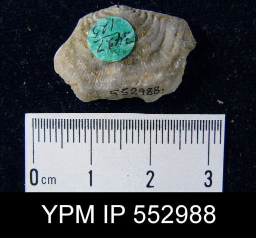 Leptaena sp.
