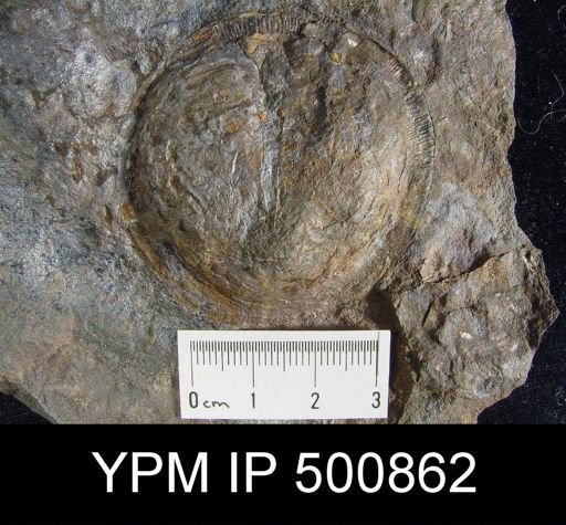 Lindstroemella aspidium