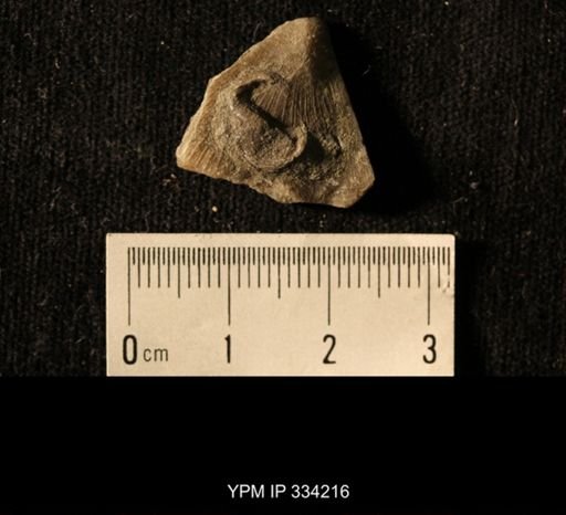 Agelacrinites pileus