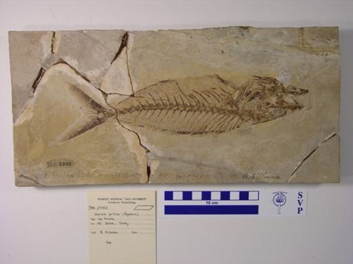 Seriola analis