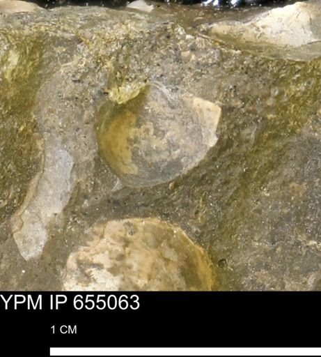 Protocardia