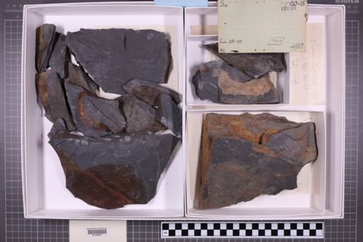 mixed taxa, stratigraphic collection