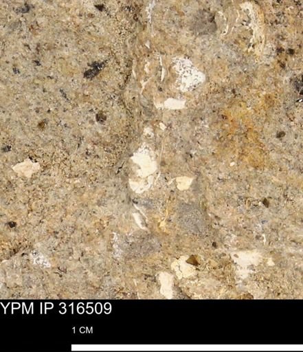 undet. Mollusca