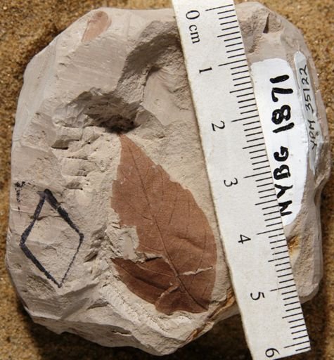 Koelreuteria bipinnatoides