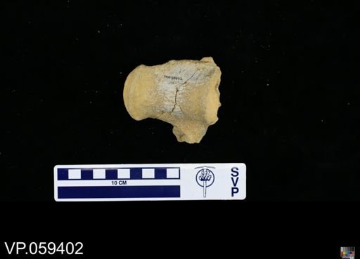 undet. Mosasauridae