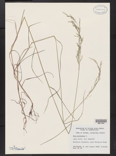 Poa trivialis