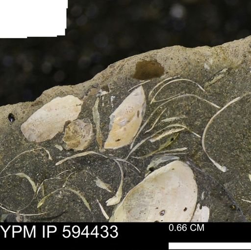 Protocardia sp.