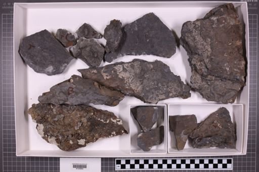 mixed taxa, stratigraphic collection