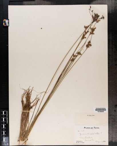 Juncus tenuis