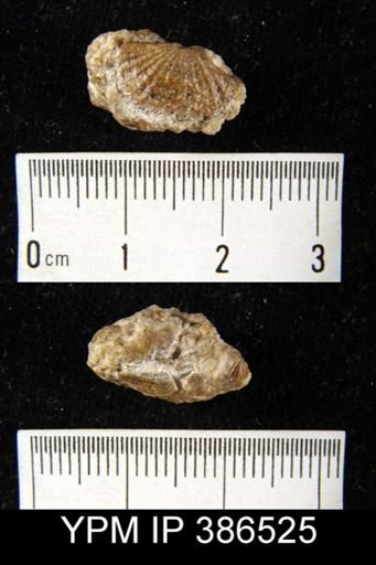 Glyptorthis sp.
