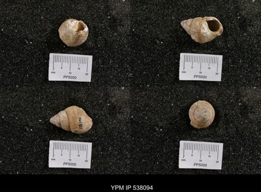 Campeloma nebrascensis