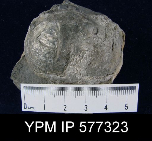 Productus horridus