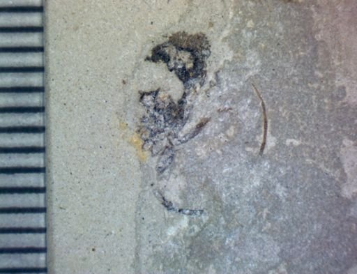 undet. Coleoptera