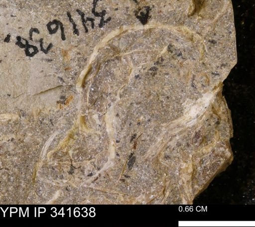 Scaphites sp.