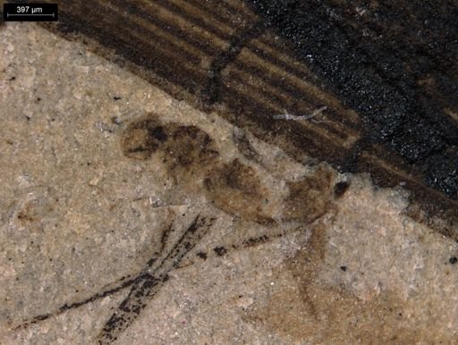 taxon undetermined