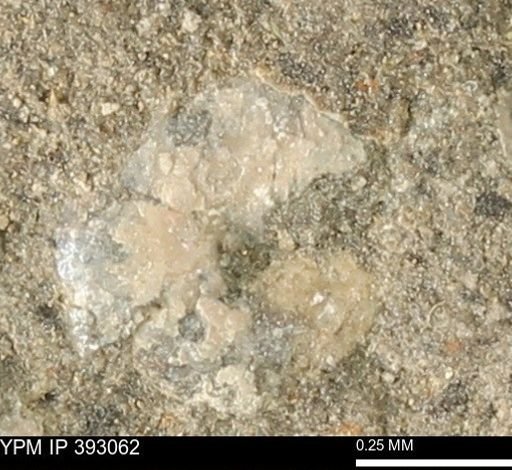 Scaphites sp.