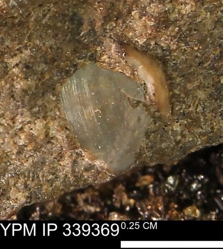 undet. Mollusca