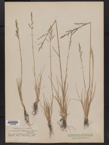 Puccinellia fasciculata