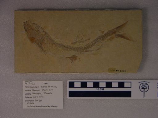 Leptolepis dubius