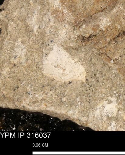 undet. Mollusca