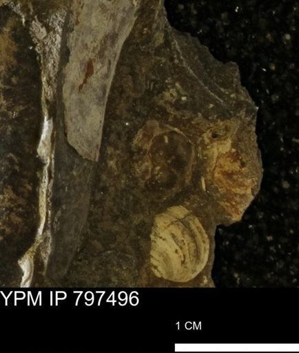 undet. Mollusca