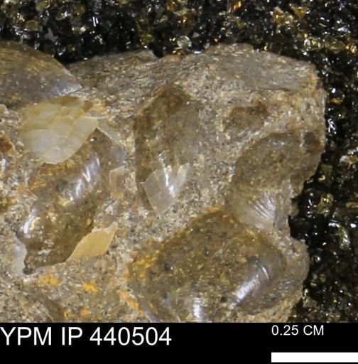 Protocardia subquadrata