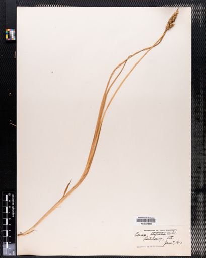 Carex stipata