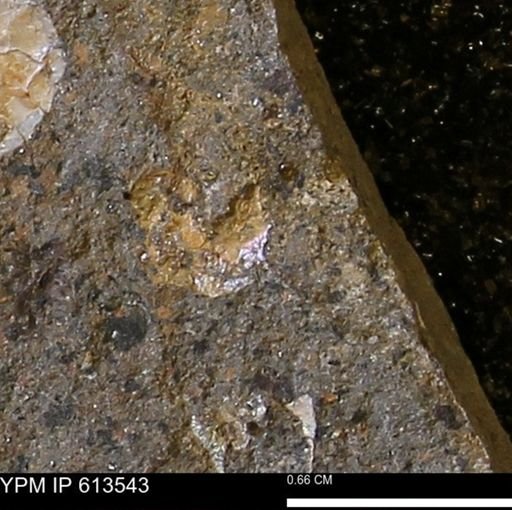 Scaphites sp.