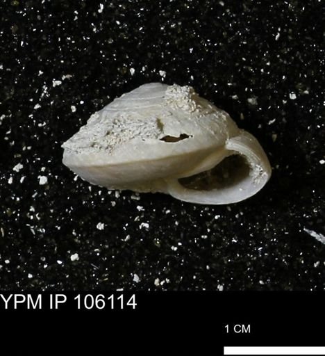 Poecilozonites bermudensis zonatus