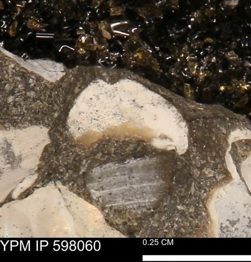 Protocardia?