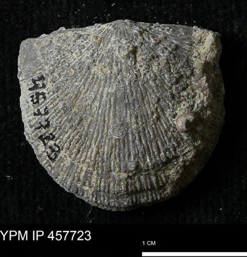 Strophodonta sp.