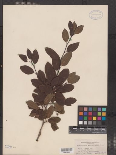 Ilex mucronata
