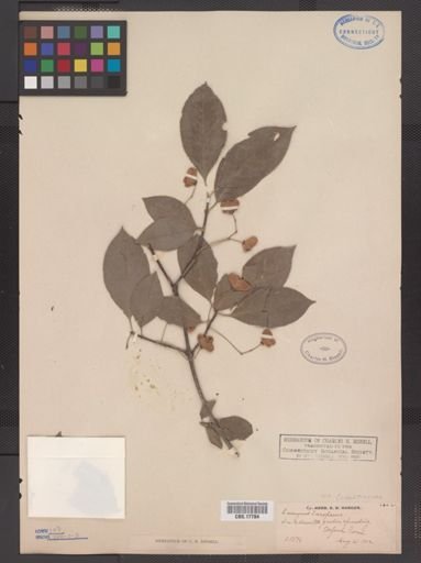 Euonymus europaeus