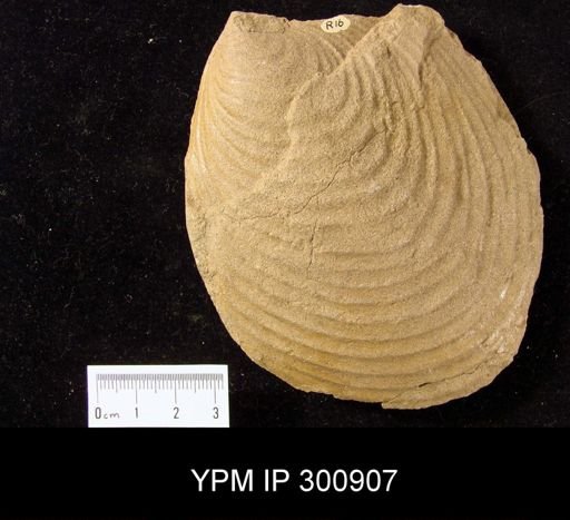 Inoceramus comancheanus