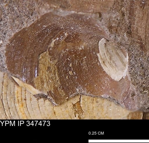undet. Bivalvia