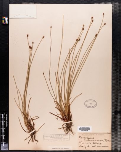 Eleocharis melanocarpa
