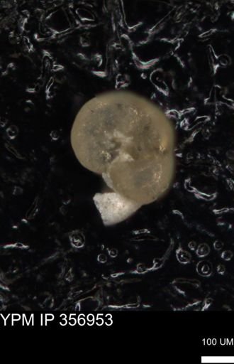 undet. Foraminiferida