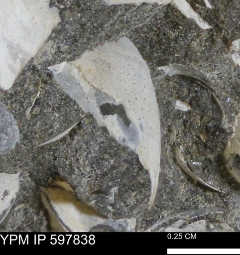 Limopsis striatopunctatus