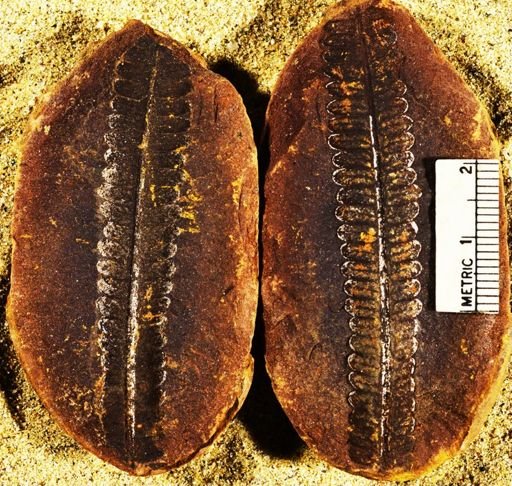 Pecopteris