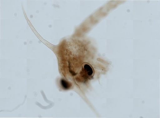 Brachyura