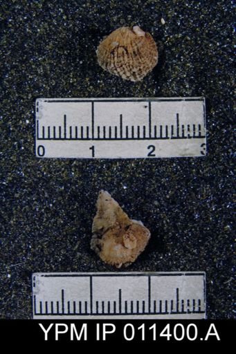 Streptorhynchus lamellatus